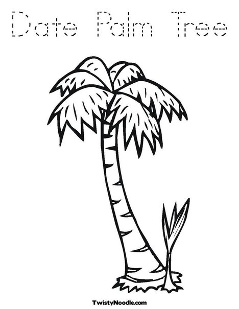 date palm tree fruit. island date palm tree